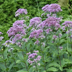 Joe Pye - Eutrochium dubium 'Little Joe'